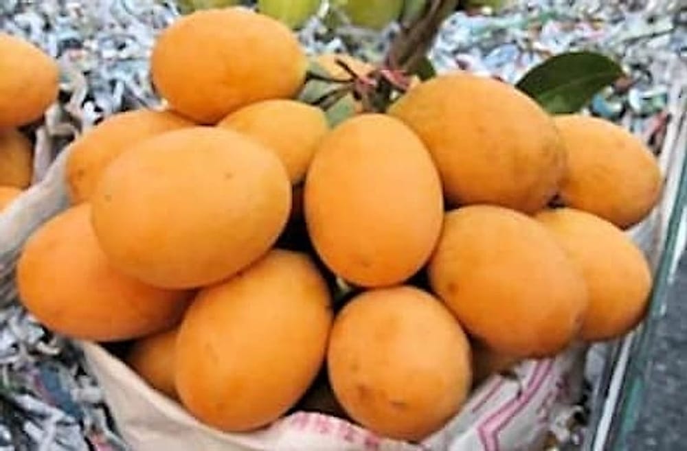 Mango Plum - Erik Mango Mango Plum - Erik Mango