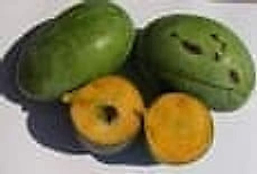 Pawpaw
