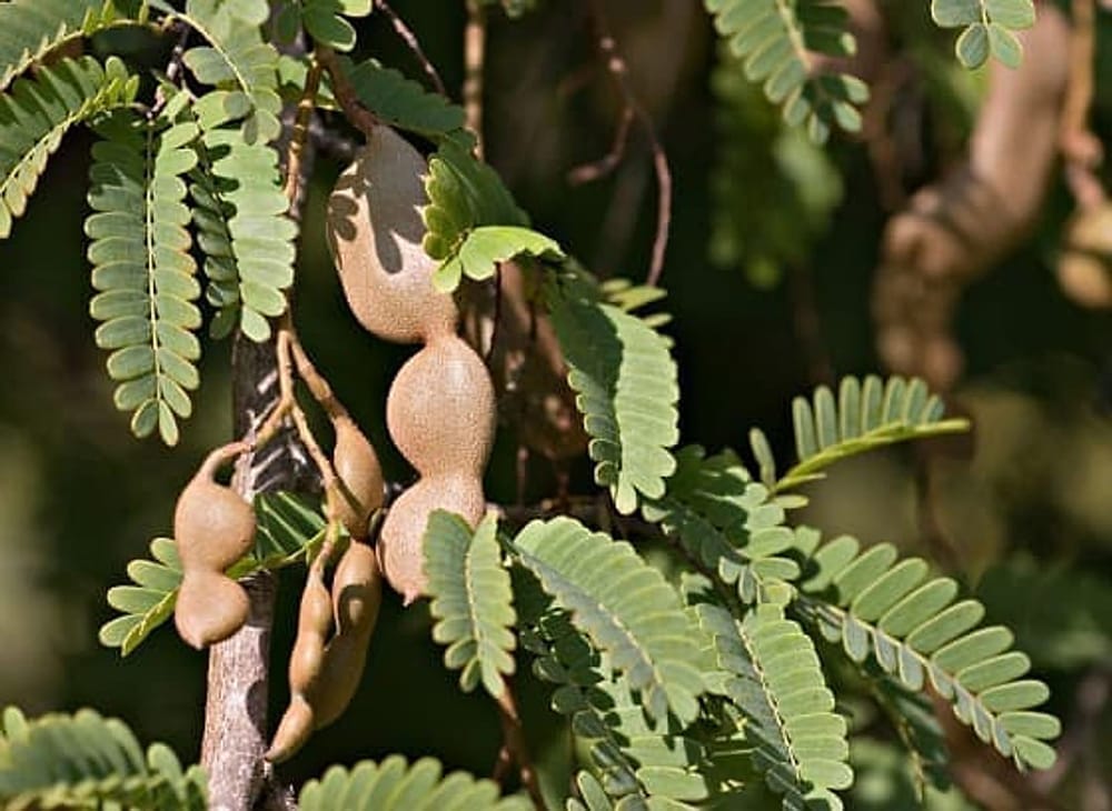 Tamarind (Demirhindi)