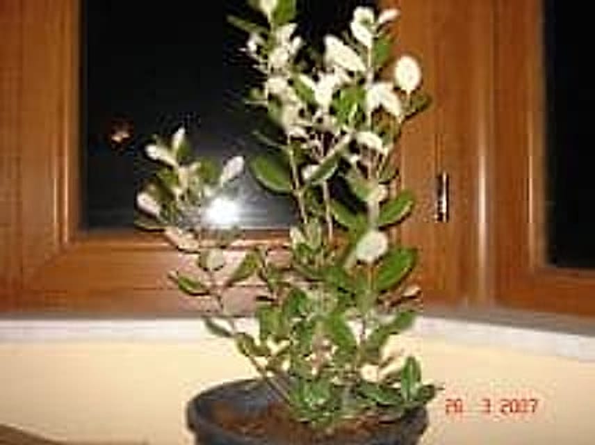 İlk ağacım İlk ağacım