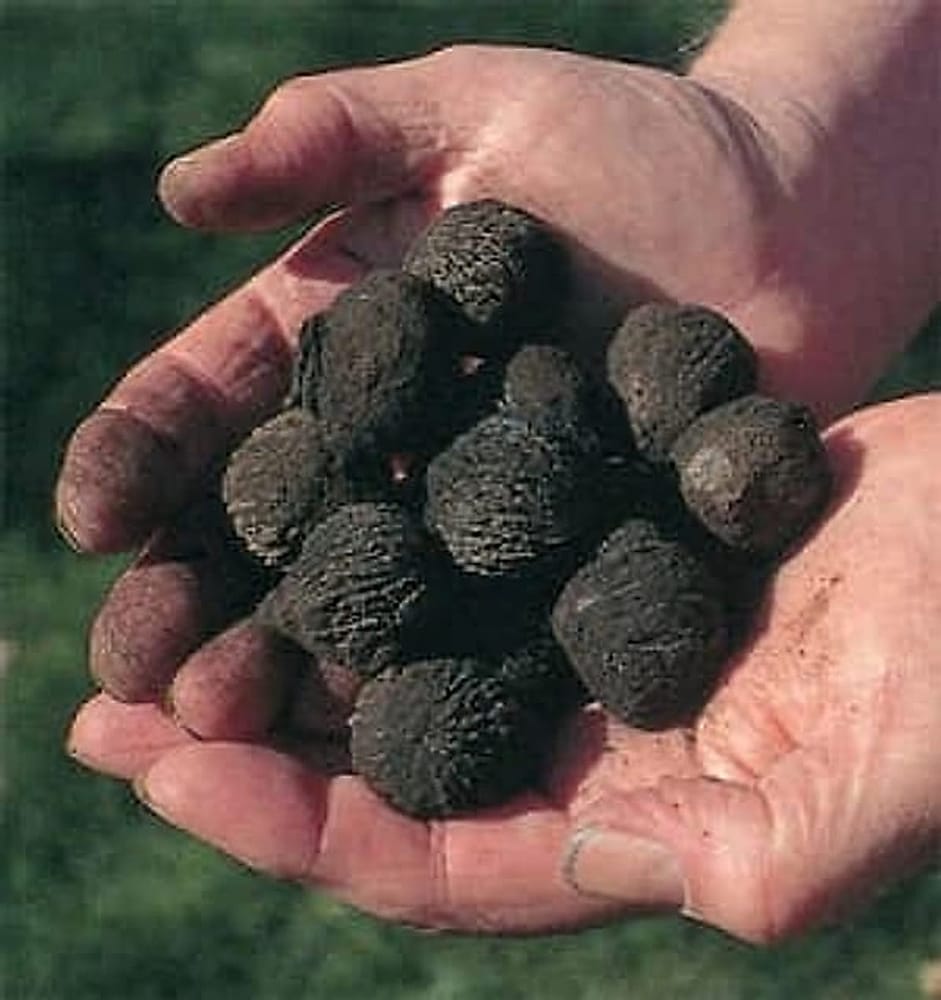 BlackWalnut1