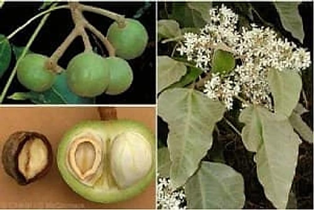 candlenut