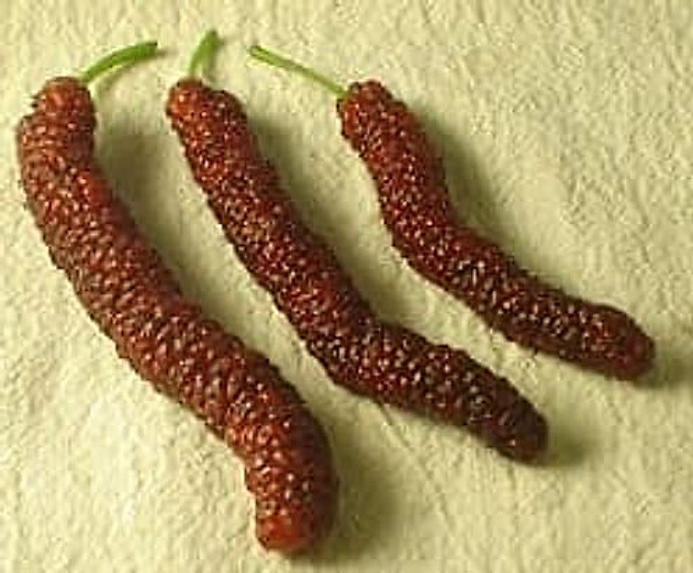 Himalayan-mulberry