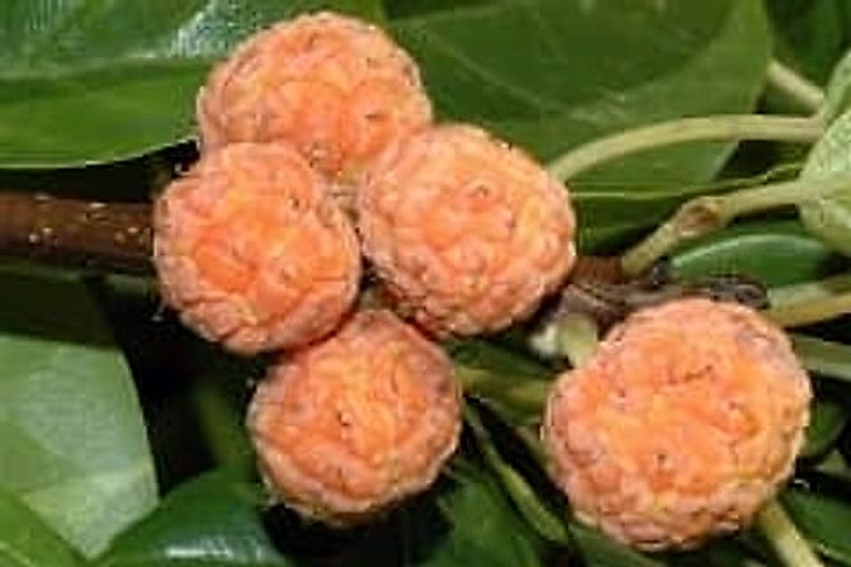med-cudrania-tricuspidata