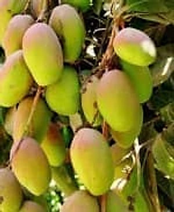 Mango