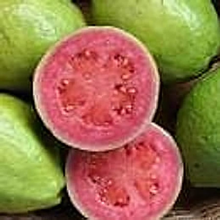 Pembe Guava Meyvesi
