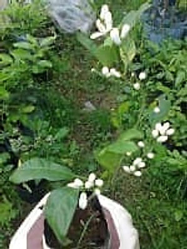 rize_mandalini_50