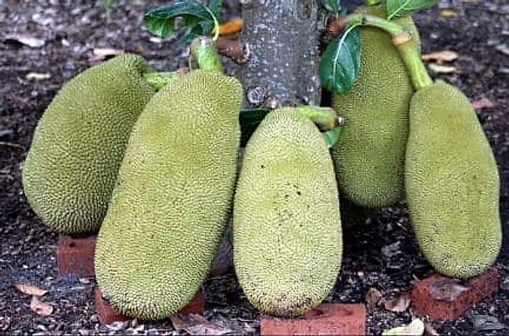 Jackfruit Jackfruit Meyvesi