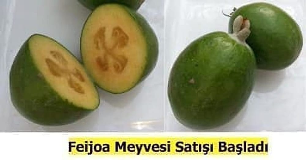 Feijoa Meyvesi 