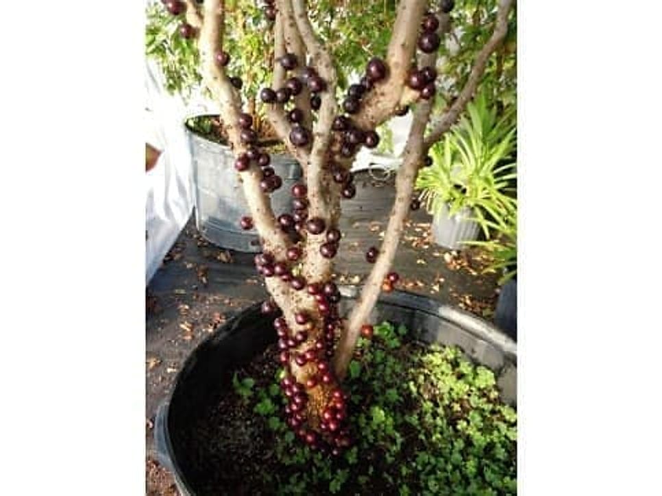 Jaboticaba