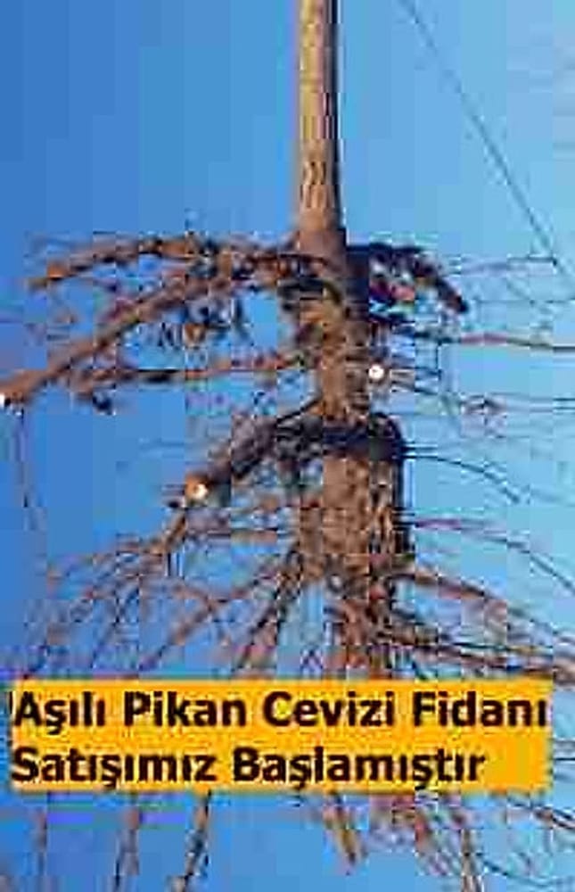 Aşılı Pikan Cevizi Fidanı Satışımız Başladı