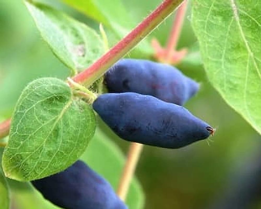Honeyberry-Lonicera_coerulea Honeyberry-Lonicera_coerulea