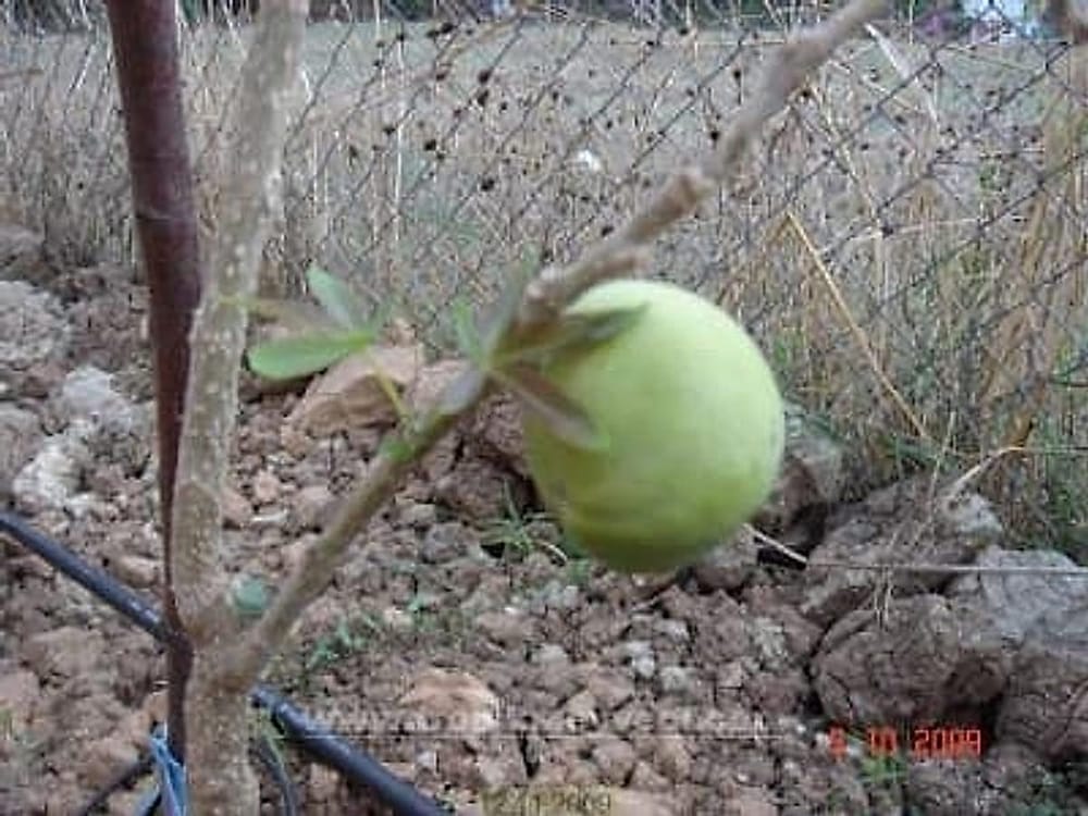 White Sapote Meyvesi
