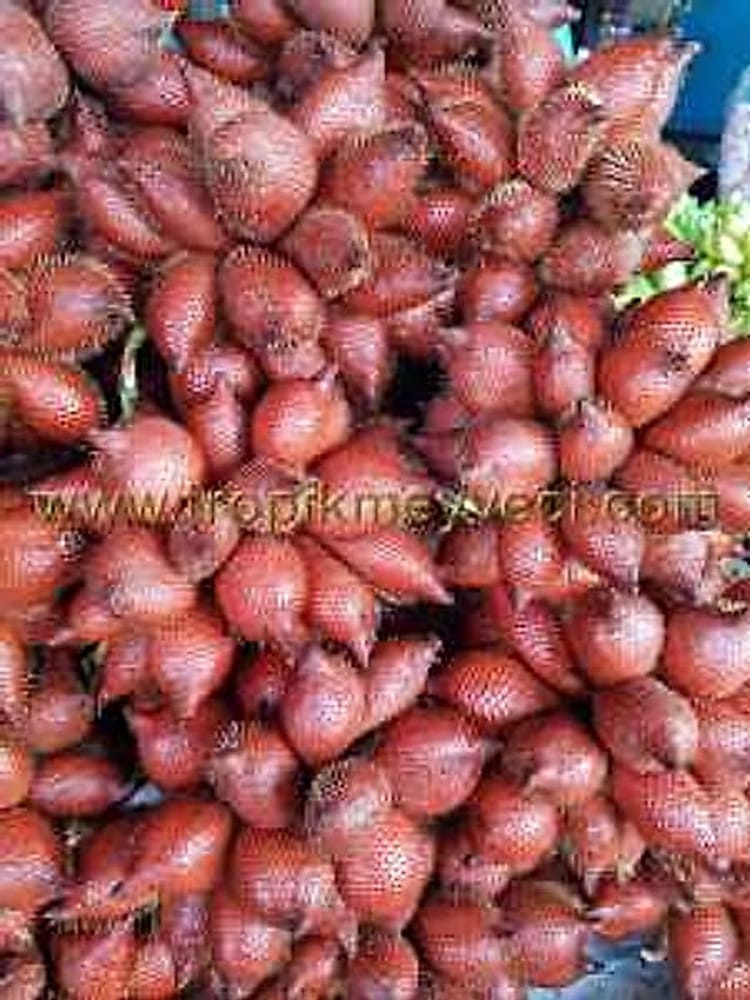 Salak Meyvesi