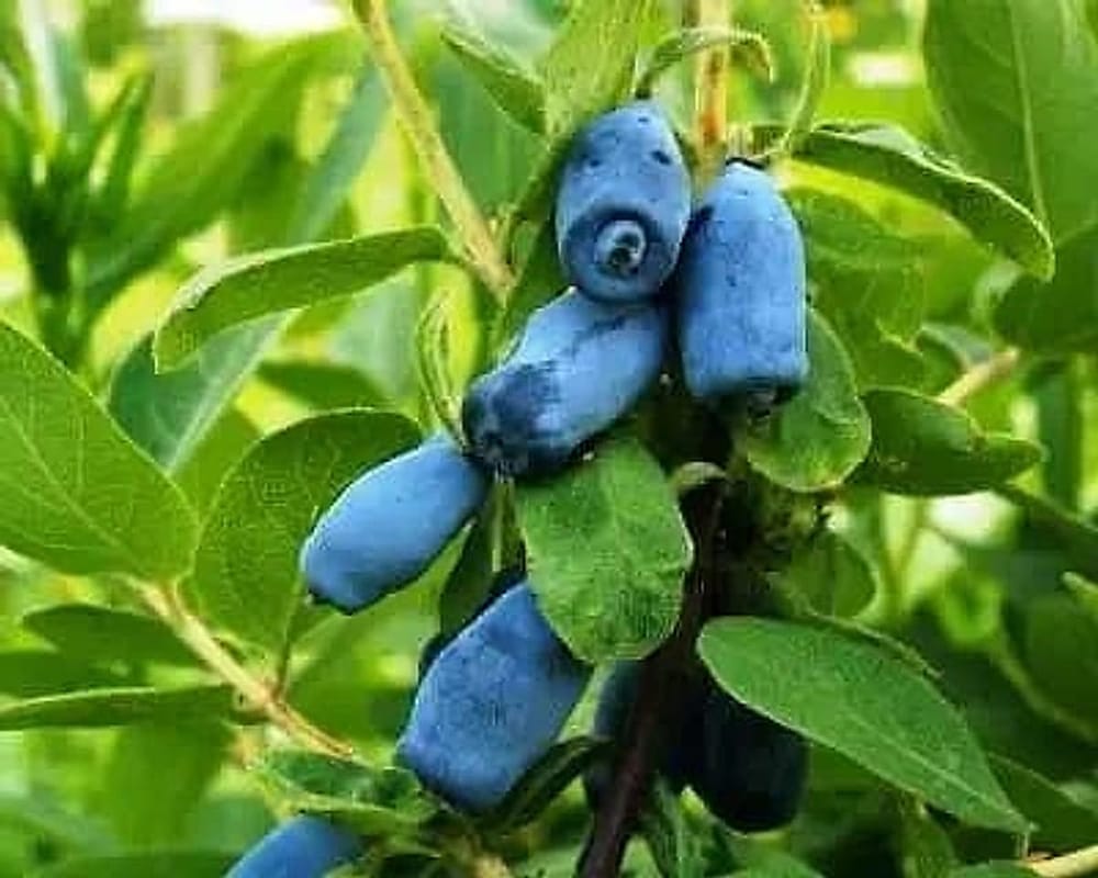 Honeyberry-Lonicera_coerulea Honeyberry-Lonicera_coerulea