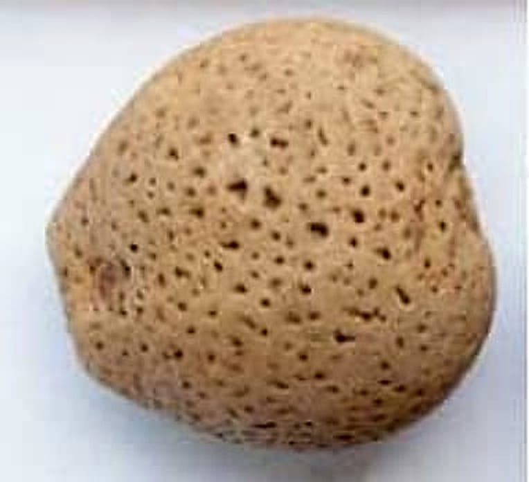 mongongo