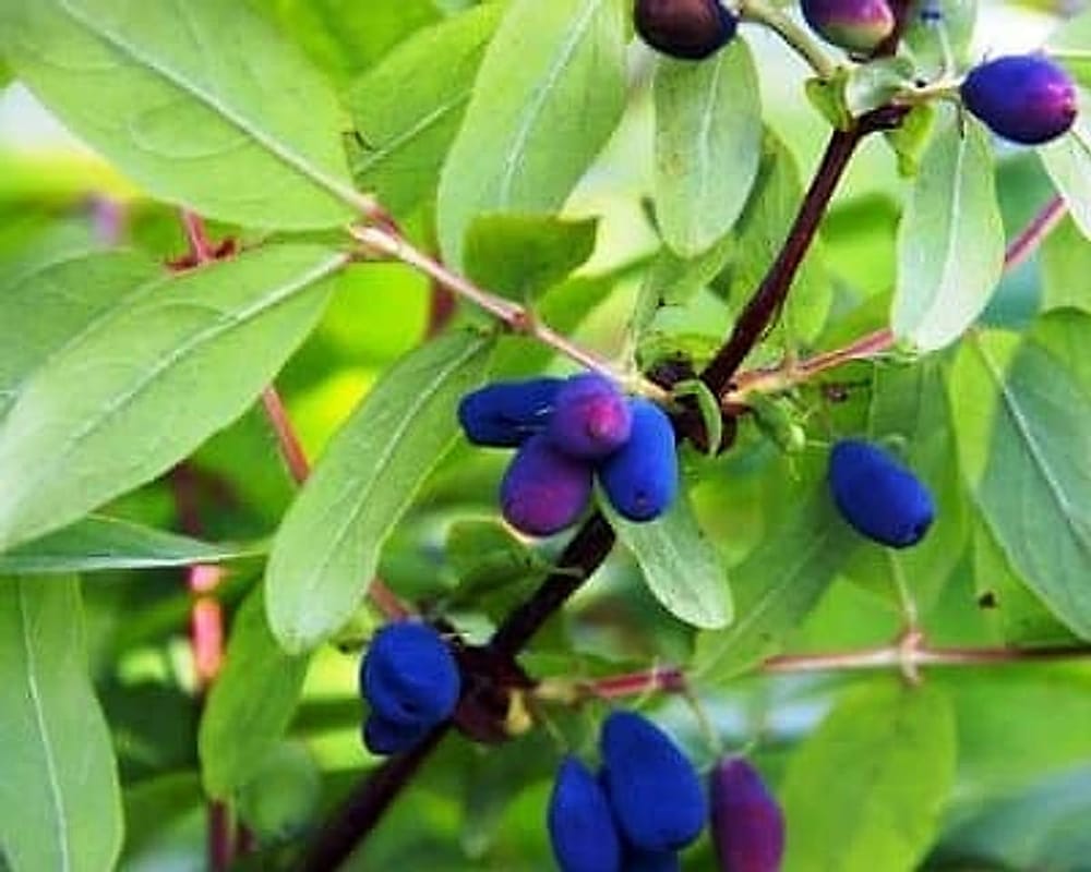 Honeyberry-Lonicera_coerulea Honeyberry-Lonicera_coerulea