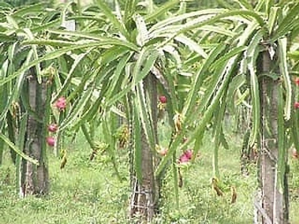 pitaya_bahcesi2