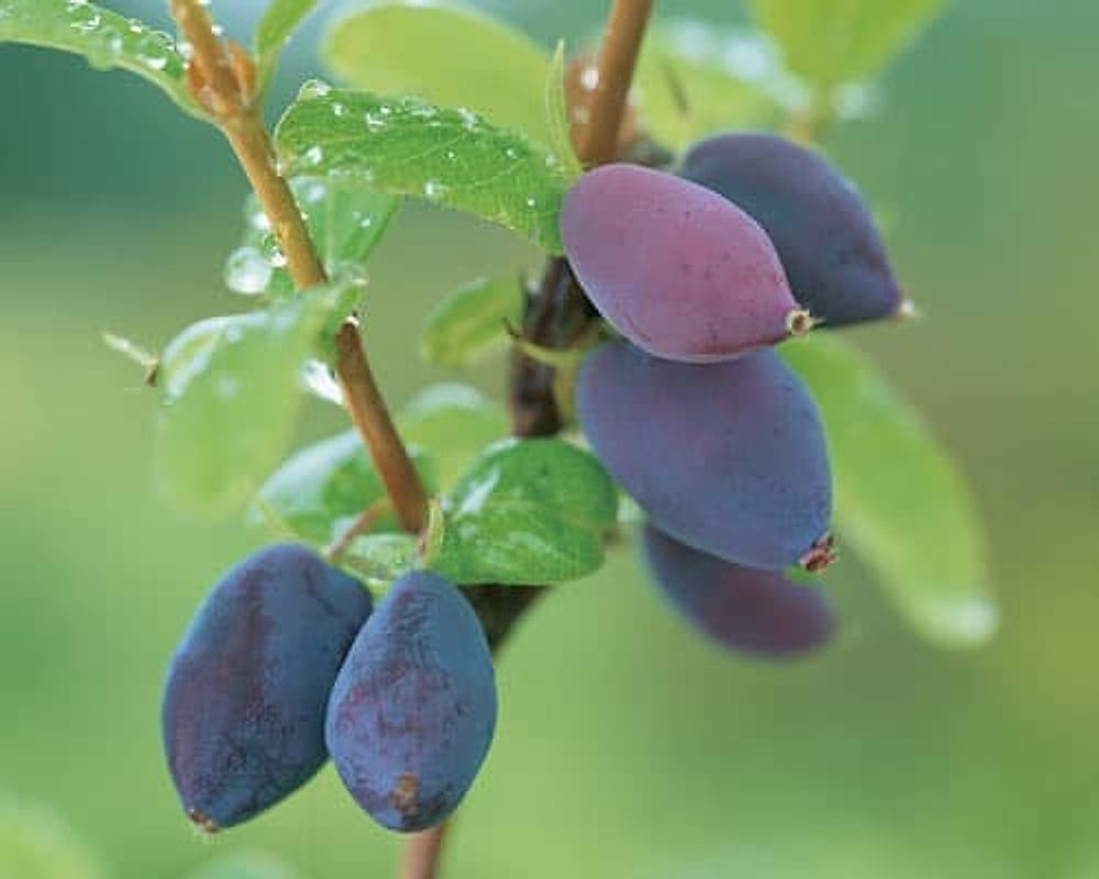 Honeyberry-Lonicera_coerulea Honeyberry-Lonicera_coerulea