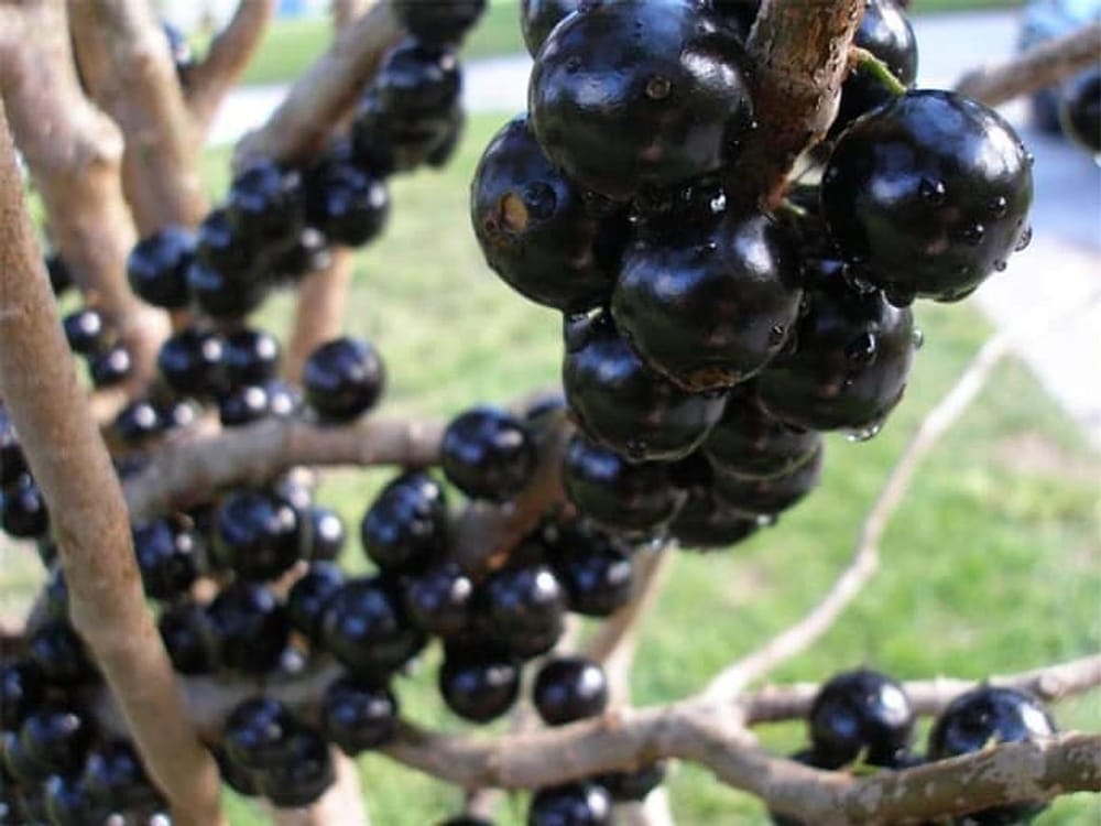 Jaboticaba