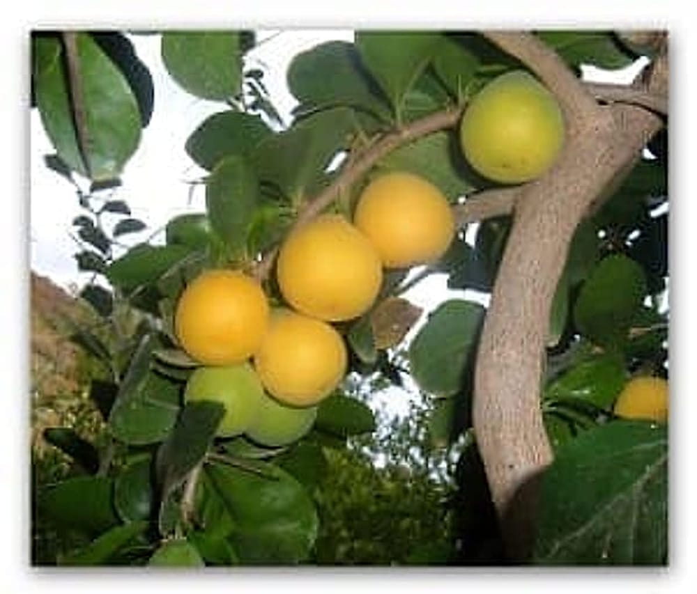 kei3
