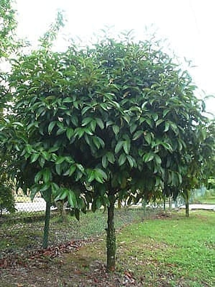 mangosteen-tree