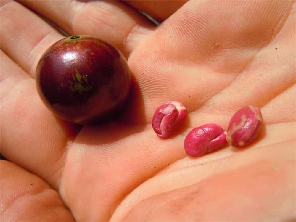 Jaboticaba