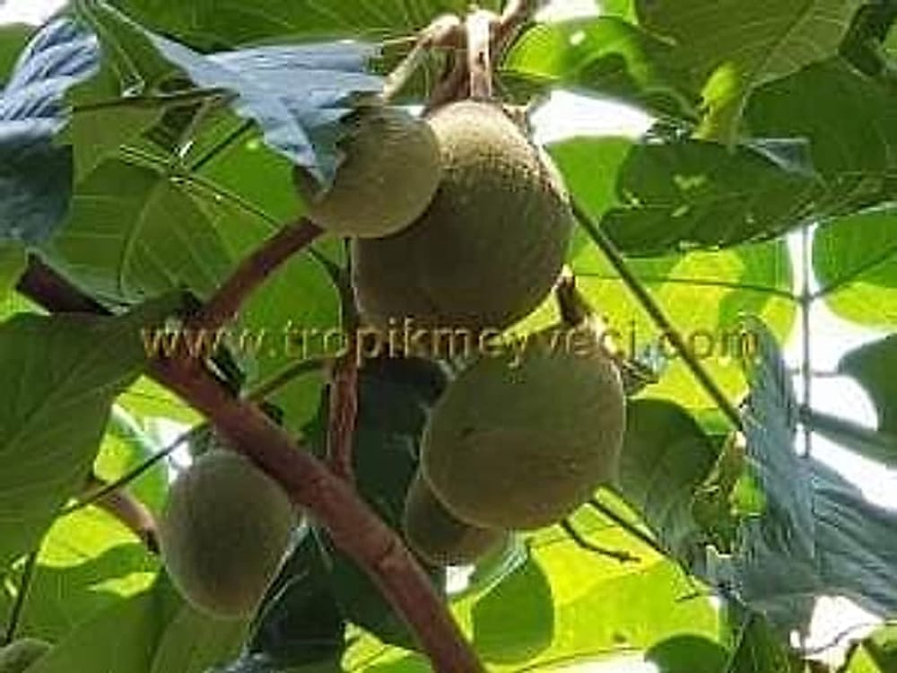 Santol Meyvesi