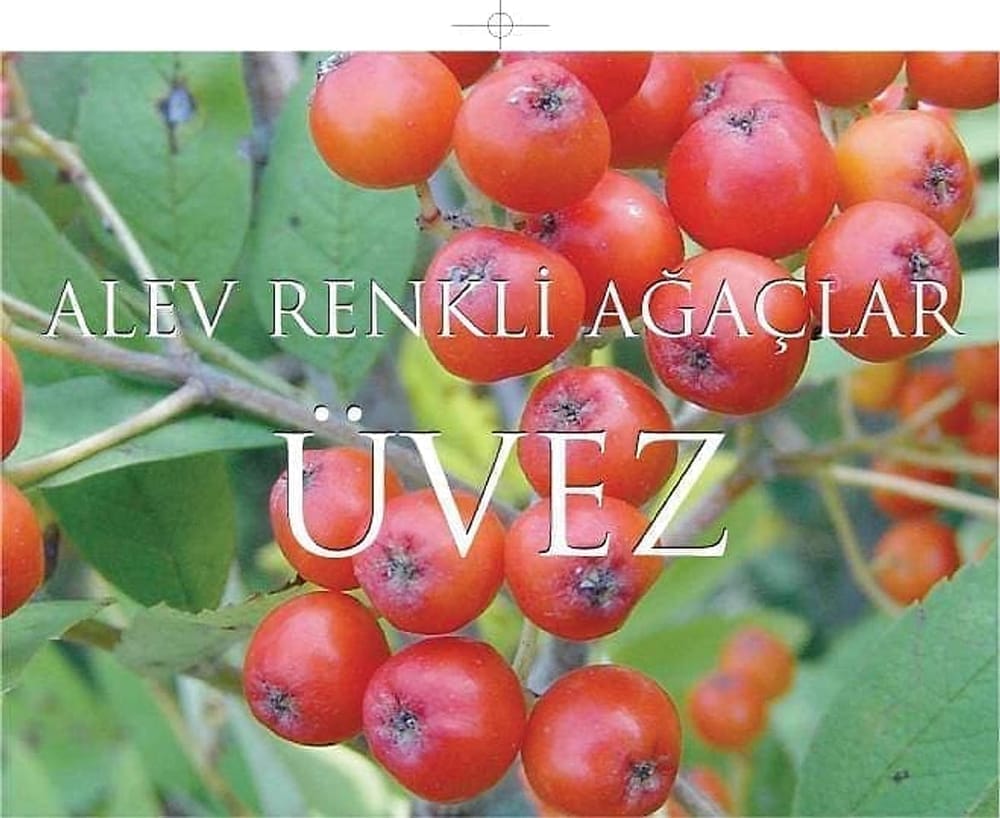 Üvez