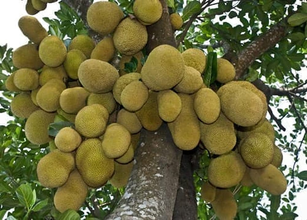 Jackfruit Jackfruit