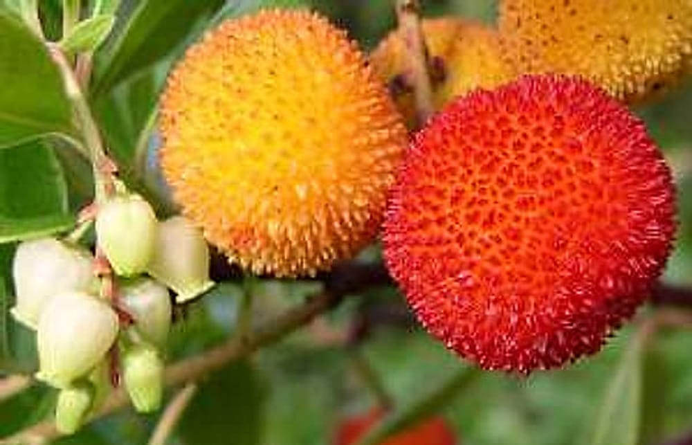 Arbutus Unedo- Kocayemiş
