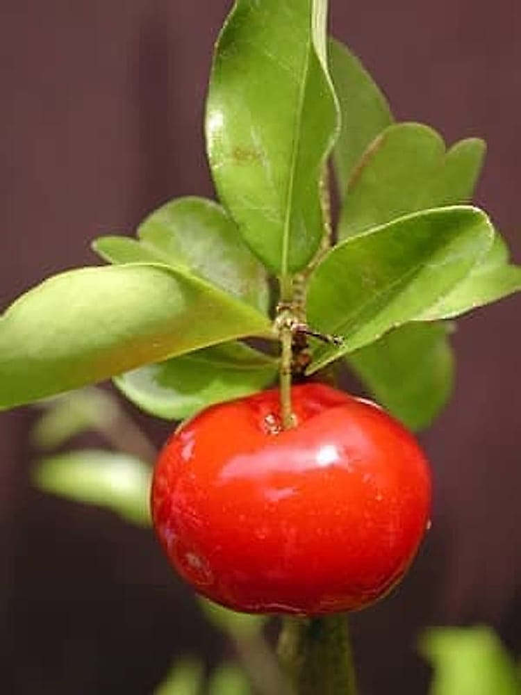 Barbados Kirazı-Acerola