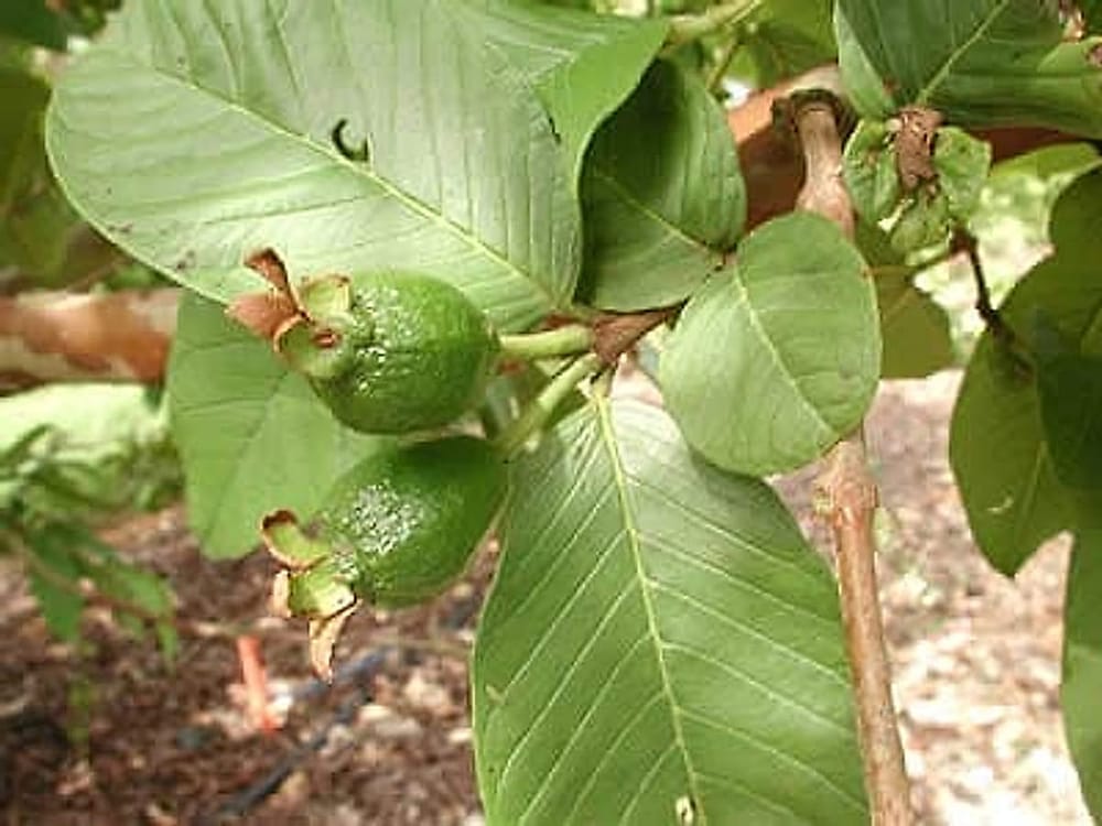 Guava İlk Safhalar Guava İlk Safha