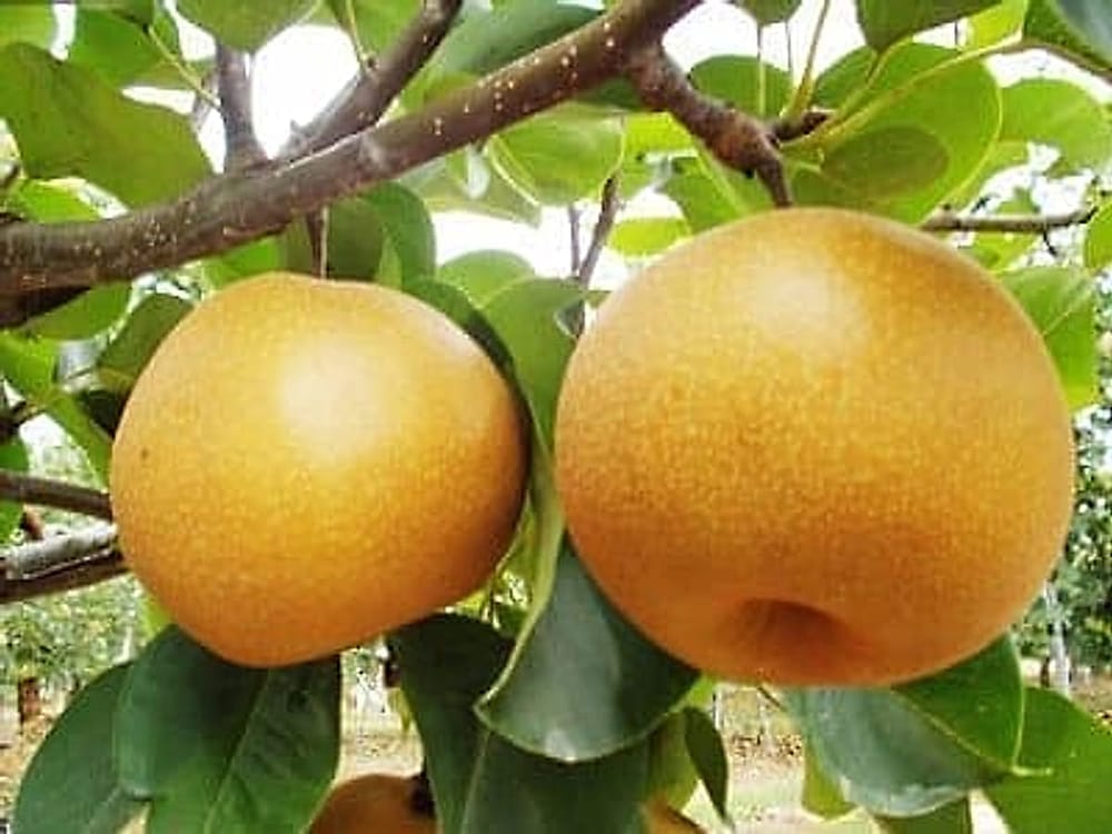 Naşi