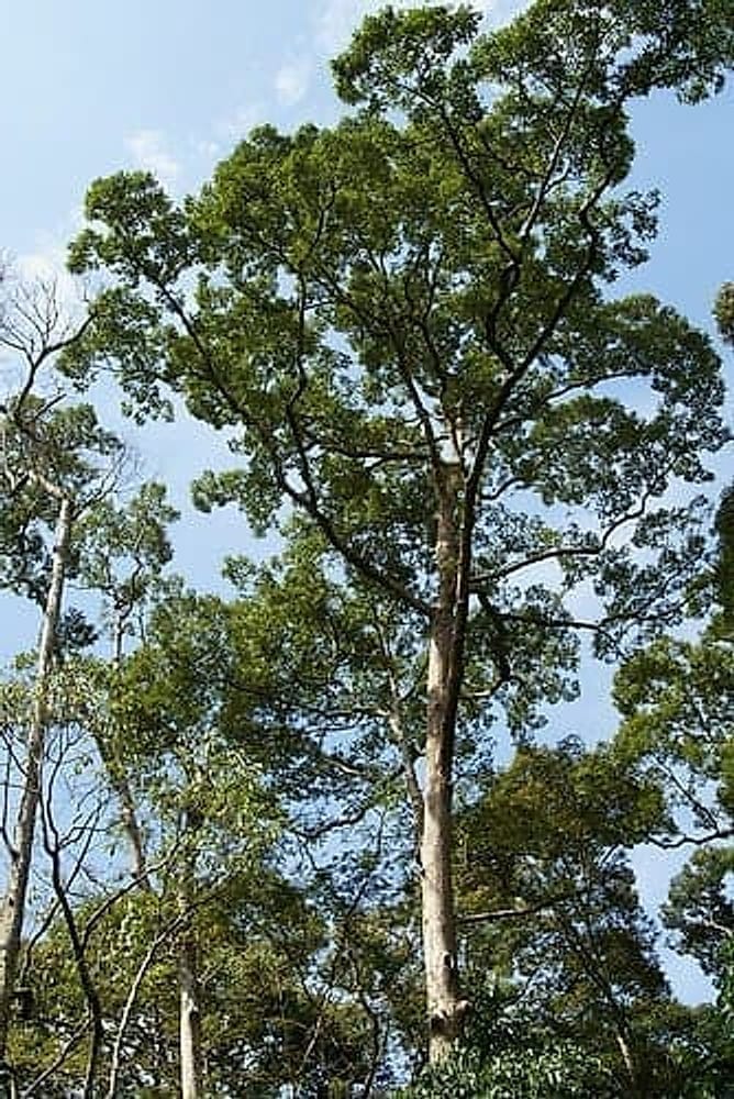 DurianTree
