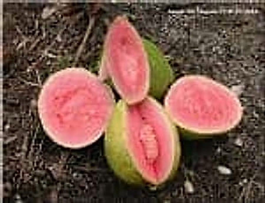 Pink Guava Pink Guava
