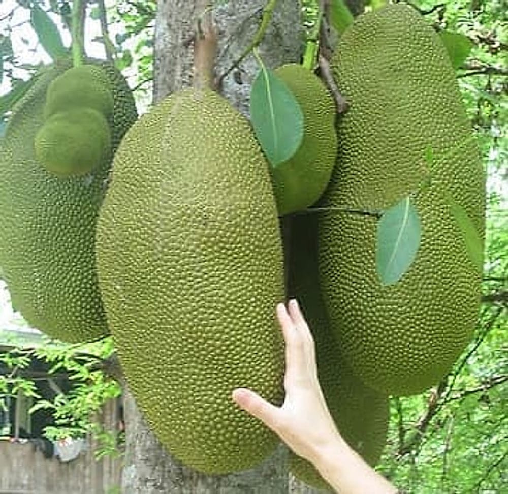 Jackfruit Jackfruit
