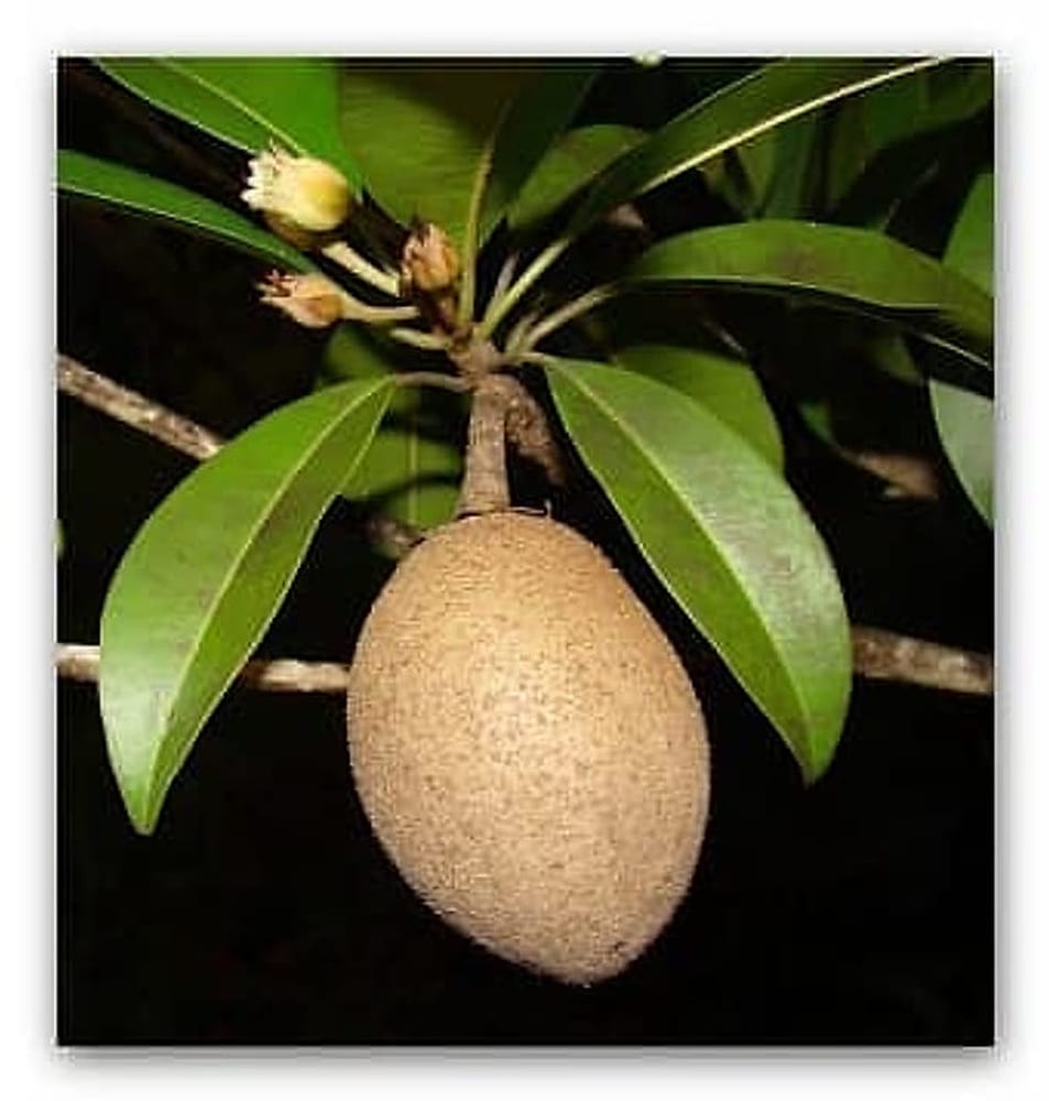 sapodilla_meyve2