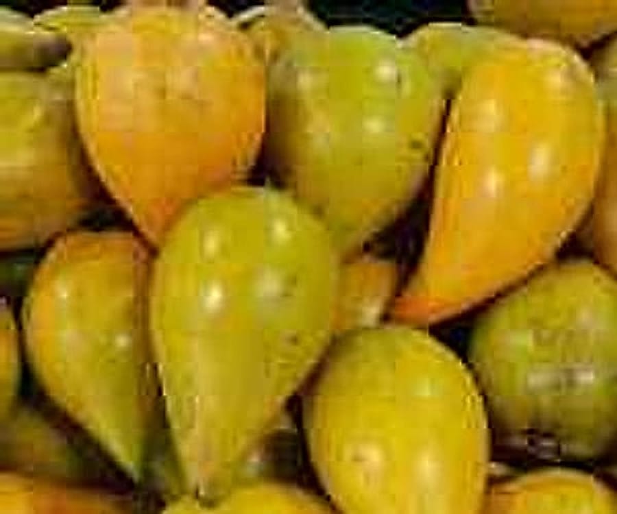 Canistel