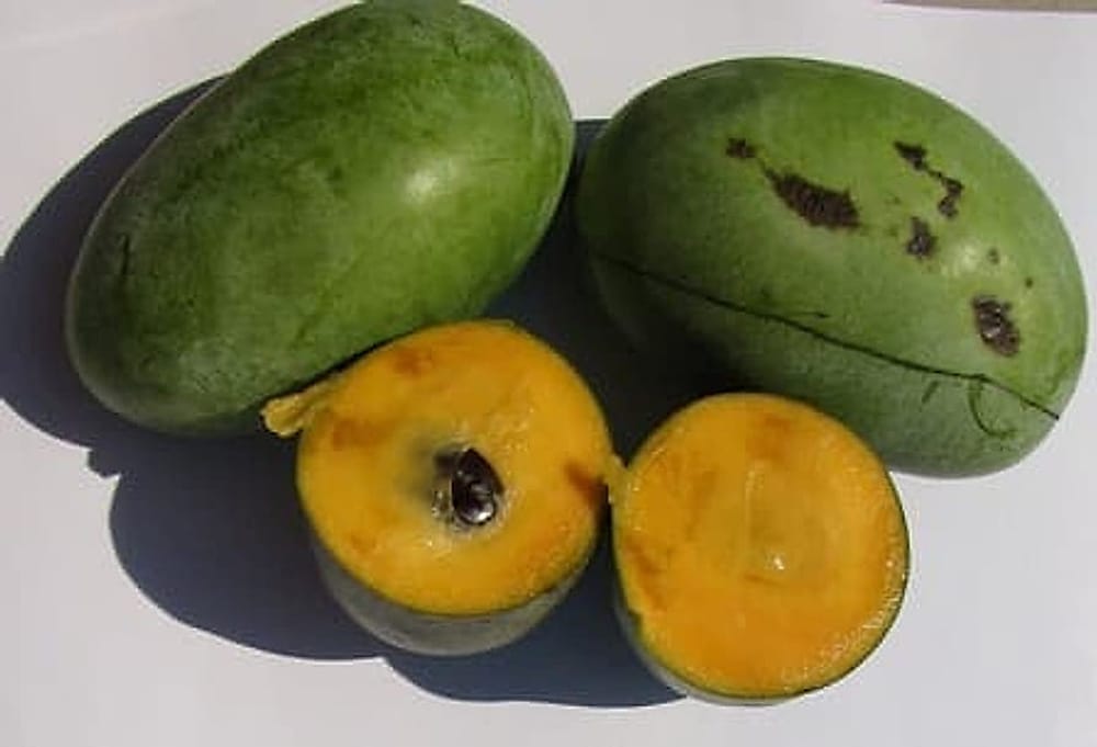 Pawpaw