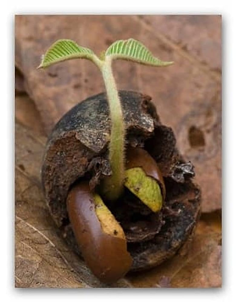 sapodilla_cimleniyor