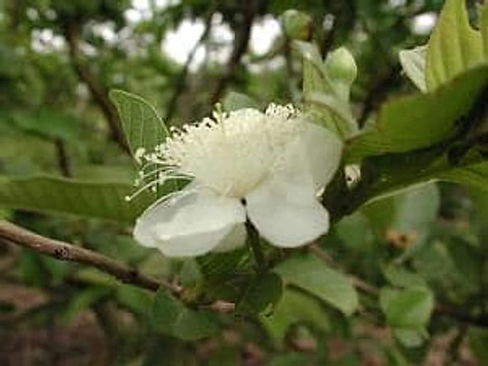 Guava Çiçeği