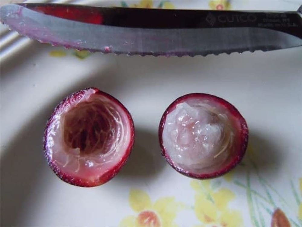 Jaboticaba