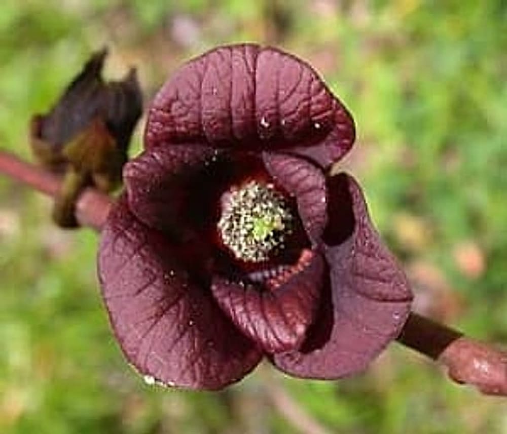 pawpaw cicegi2