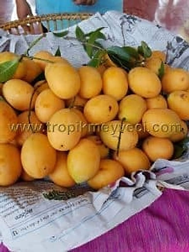 Mango Plum